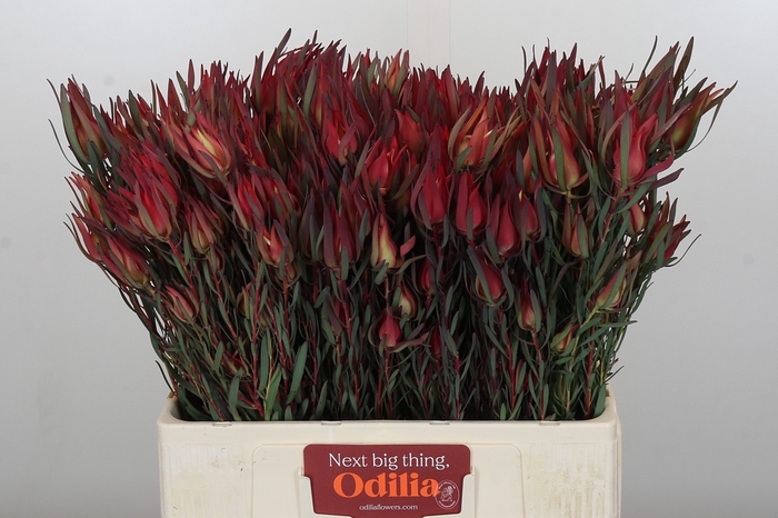 Leucadendron Fireglow Spray