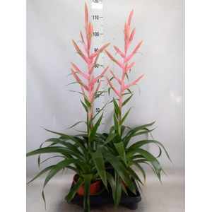 Tillandsia  'Dolce'