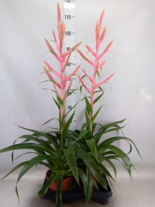 <h4>Tillandsia  'Dolce'</h4>
