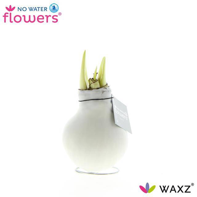 NO WATER FLOWERS WAX WHITE