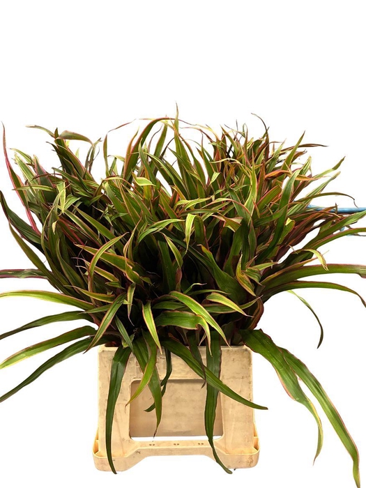 <h4>Cordyline Barbata</h4>