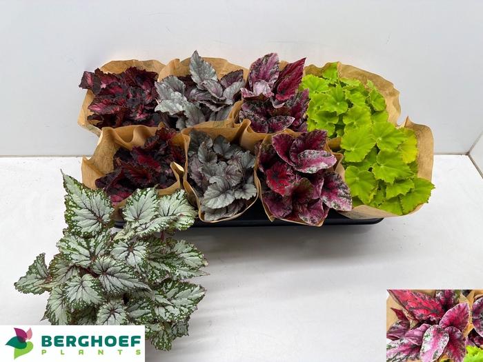 <h4>BEG BEL GEM</h4>