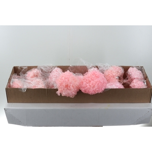 Hydr Preserved Light Pink Premium