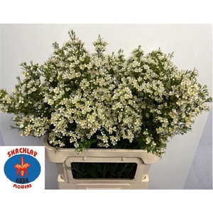 Chame Un White Arbel Extra 80cm