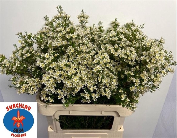<h4>Chame Un White Arbel Extra 80cm</h4>