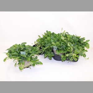 AJUGA R ALBA