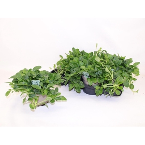 Ajuga R Alba