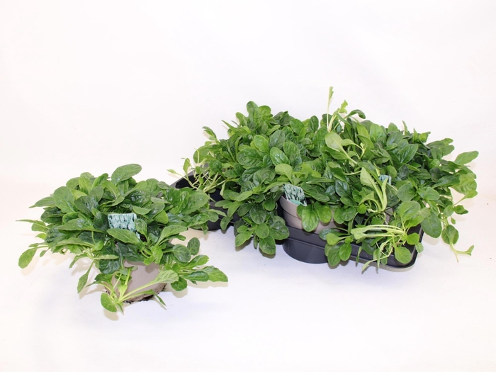 <h4>AJUGA R ALBA</h4>