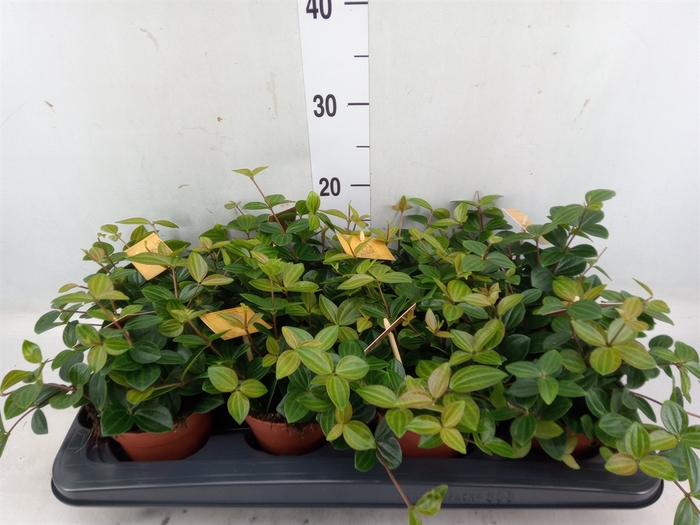 <h4>Peperomia  'Rocca Scuro'</h4>