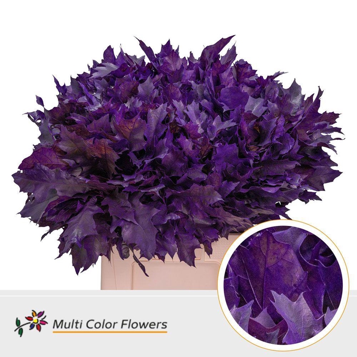 <h4>QUERC RUB OV KLB H%</h4>