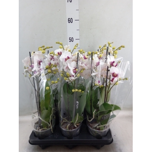 Phalaenopsis multi. 'FC Safe Haven'