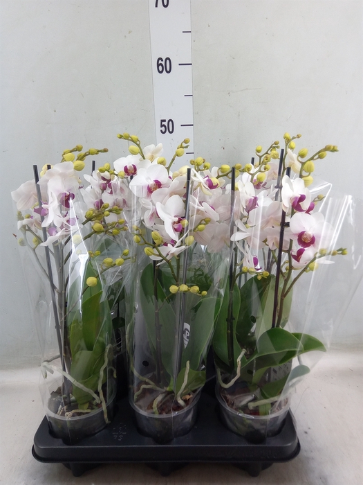 <h4>Phalaenopsis multi. 'FC Safe Haven'</h4>