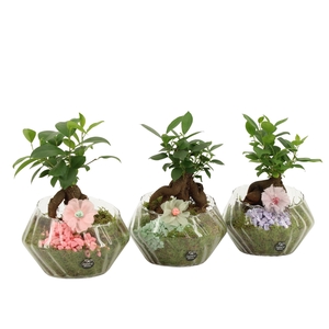 21915: Contradiction arrangement