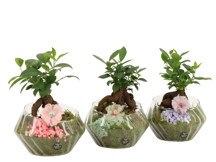 <h4>21915: Contradiction arrangement</h4>