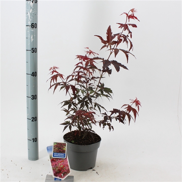 <h4>Acer pal. 'Atropurpureum'</h4>