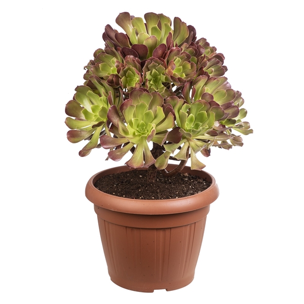 <h4>AEONIUM ARBOREUM ATROPURPUREUM - POT Ø 30 (SUCCULENTEN)</h4>