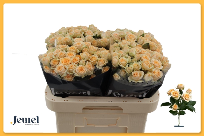 <h4>R TR TRINITY Water</h4>