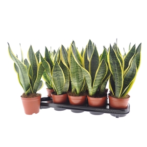 SANSEV FUTURA SUPERB