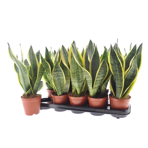 SANSEV FUTURA SUPERB