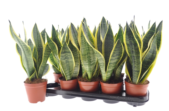 SANSEV FUTURA SUPERB