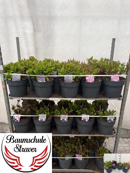 <h4>HYDR SERRATA</h4>