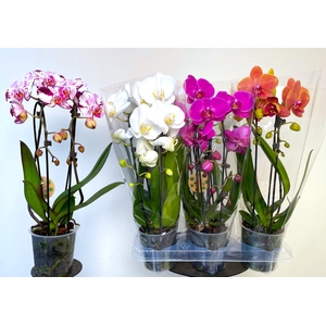 PHAL EL CASCADE