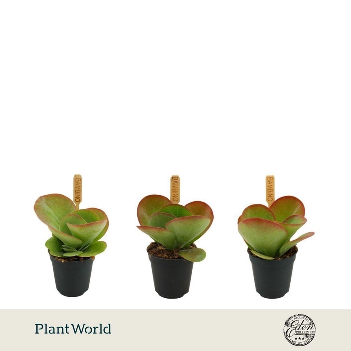 <h4>Kalanchoe Thyrsiflora 5,5cm</h4>