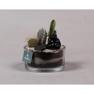 Glazen cilinderschaal met Cactussen en buddha
