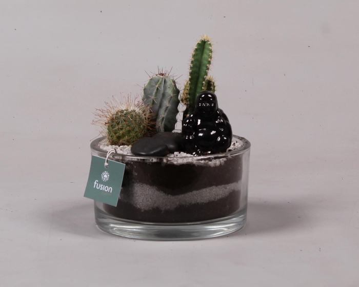<h4>Glazen cilinderschaal met Cactussen en buddha</h4>
