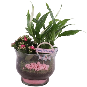 Mothersday Arr. Indoor Glass Tulip Vase Ø16cm 2PP