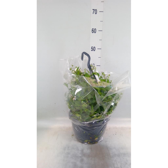 <h4>Solanum jasminoides</h4>