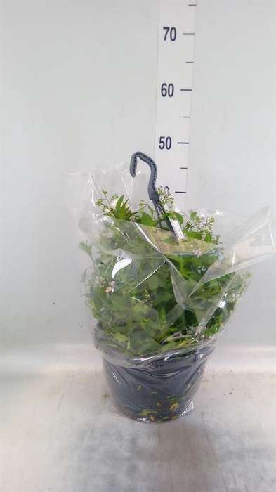 <h4>Solanum jasminoides</h4>