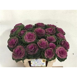 Brassica Red Crane