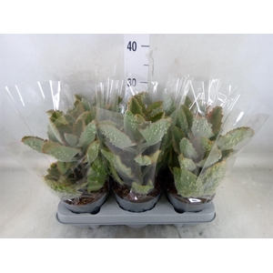 Kalanchoe NF beharensis