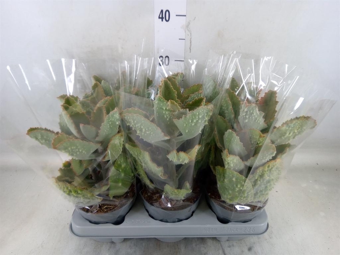 <h4>Kalanchoe NF beharensis</h4>