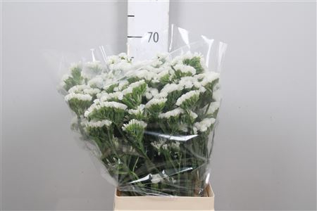 <h4>Lim S White Starl Wings</h4>