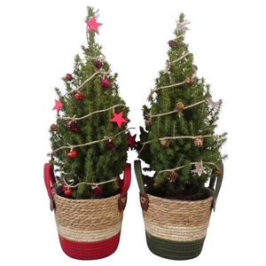 Arrangement Ptk26503 Conica Magnifique In Mand