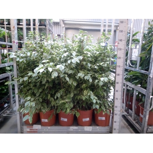 Ficus benja. 'Golden King'