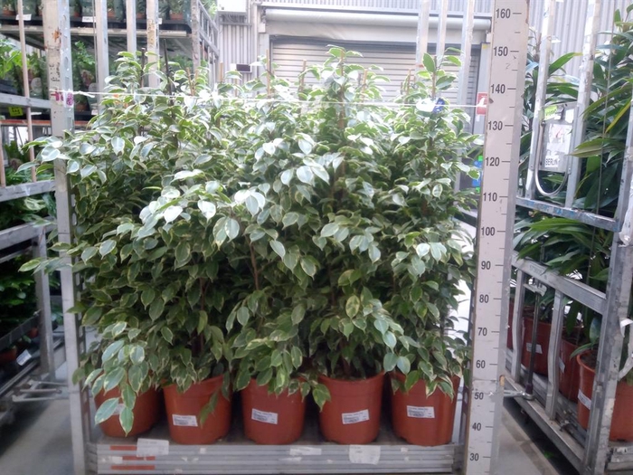<h4>Ficus benja. 'Golden King'</h4>