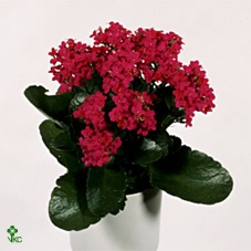 Cactus Lophophora Fricci