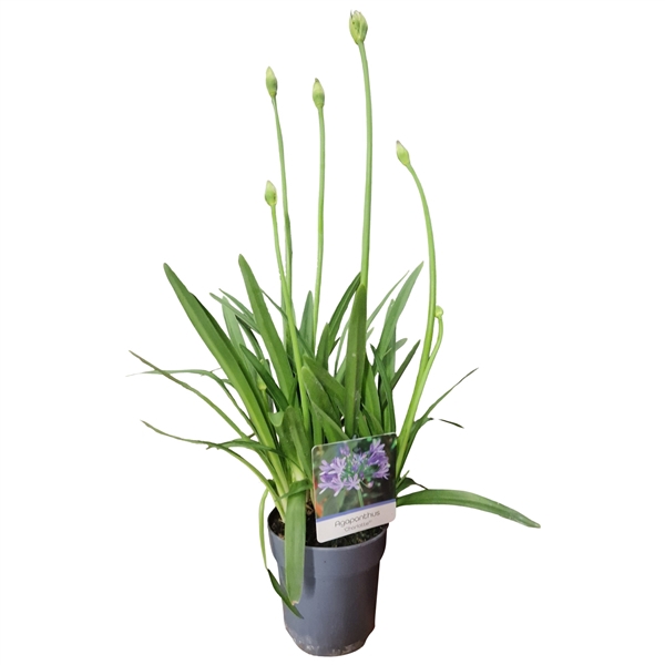 Agapanthus 'Charlotte'