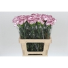 Dianthus St Mudah