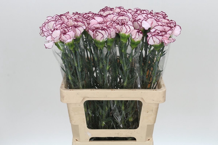 Dianthus St Mudah