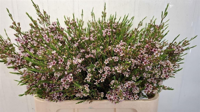 <h4>Chame Un Niki</h4>