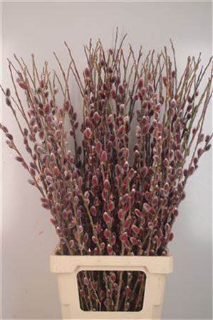 <h4>Salix G Pink / Red Cushion</h4>