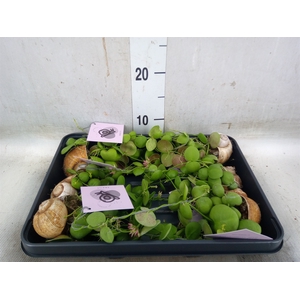 Arr.  Dischidia