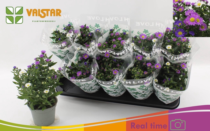 <h4>ASTER NB OV</h4>