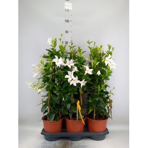 Mandevilla sand. 'SumStar White'