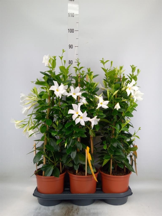 <h4>Mandevilla sand. 'SumStar White'</h4>