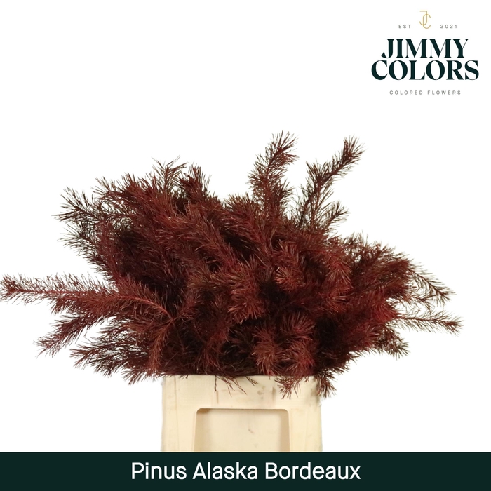 <h4>Pinus Alaska 60 Bordeaux</h4>